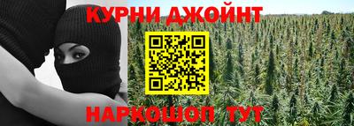 индика Кингисепп